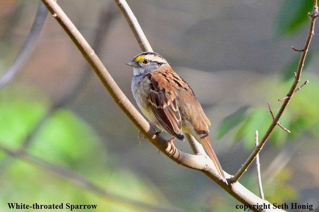 A small mostly brown bird, White-throated Sparrow, with white along its belly, throat, and face, and a small bright yellow patch from the top of its beak to just above its eye, stands on a tree twig.  Captioned White-throated Sparrow copyright Seth Honig.