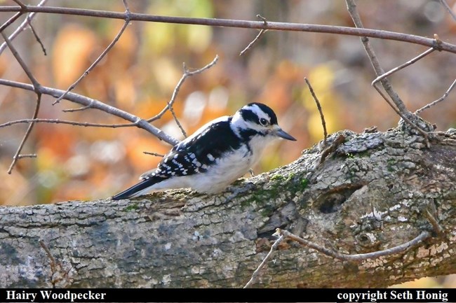 A medium sized bird, Hairy Woodpecker, with a white belly, black with white spotted wing, black and white striped face, and a long beak, stands on a log photographed in profile.  Captioned, "Hairy Woodpecker copyright Seth Honig.