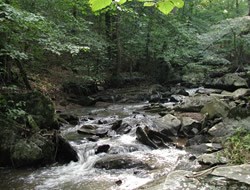 Mine Run in the summer, viewed from the trail.