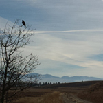 Hawk and trail at Grant-Kohrs Ranch