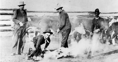 Cowboys branding a calf.