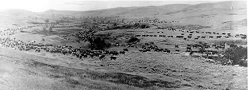 Cattle grazing on the open range.