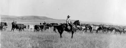 Hisotric image of cowboy watching cattle graze on the open range.