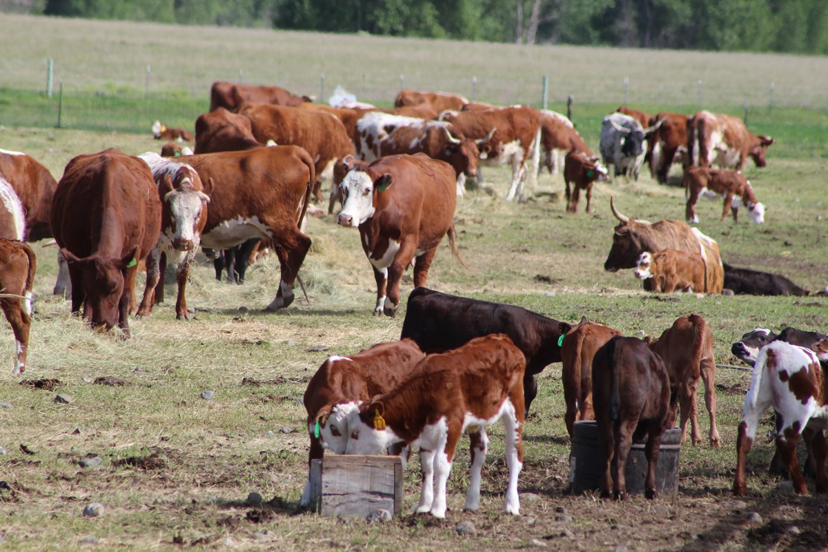 Livestock GrantKohrs Ranch National Historic Site (U.S. National