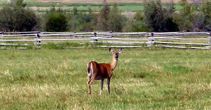 Deer in one of Grant-Kohrs Ranch pastures.