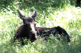 Moose laying in the grass.