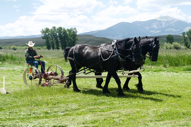 Two black percheron horses driven by cowboy on sickle mower cut hay