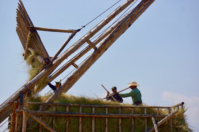 Workers use pitchforks to evenly place new load of hay on top of loose haystack.