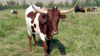 Image of longhorn cow.
