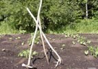 A rake made from deer antler a hoe made from the scapula of a moose and a weeding/planting staff in the Three Sisters garden.