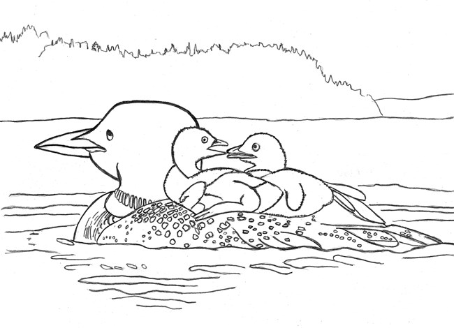 Line drawing of a loon swimming in a lake with two chicks on its back.