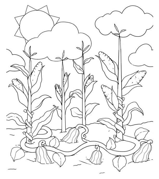 Corn plants with bean vines spiraling up the stalks, and squash growing on the ground.