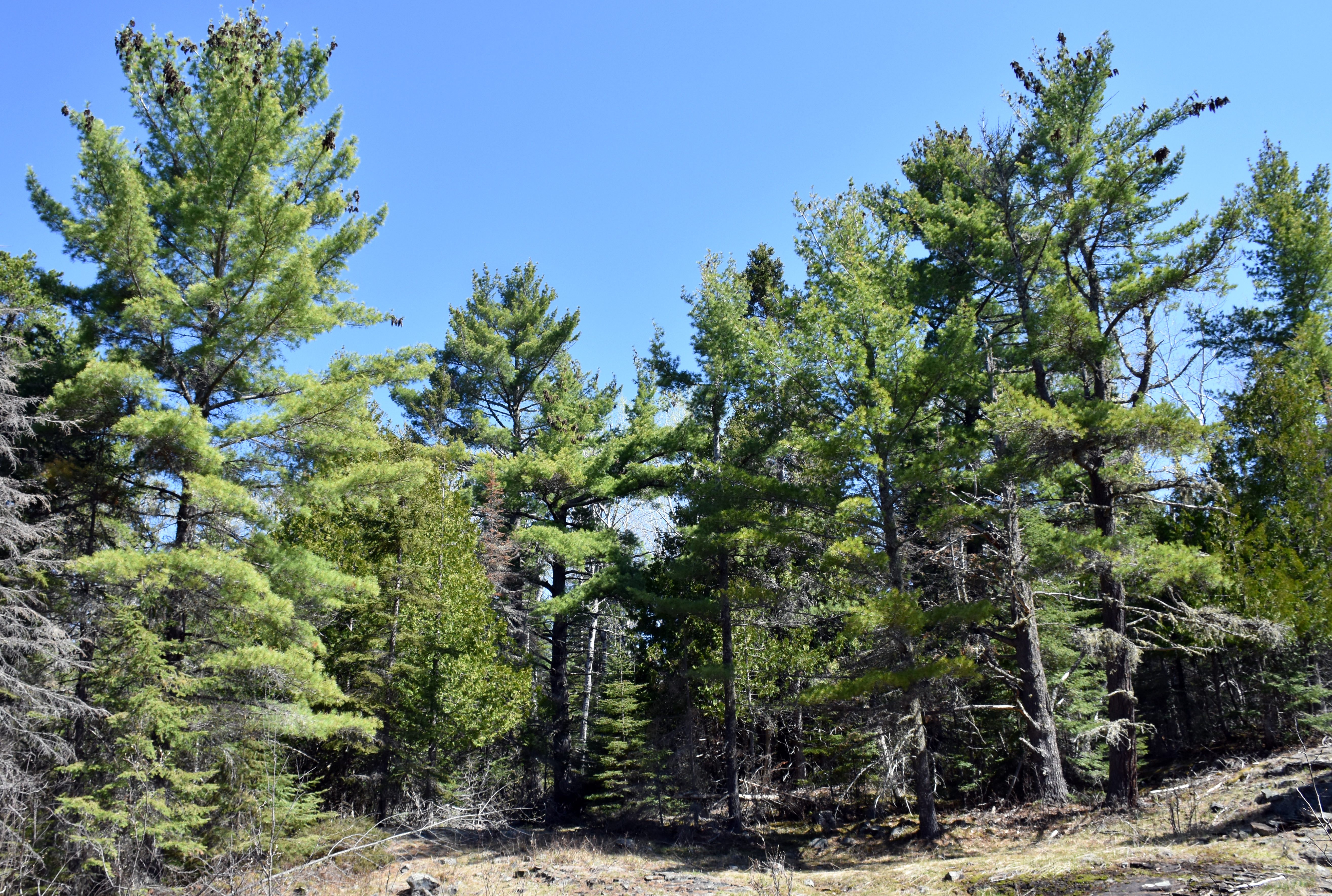 A group of conifers and blue sky.