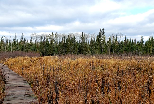A boardwalk running through a wetland meadow toward a forest.