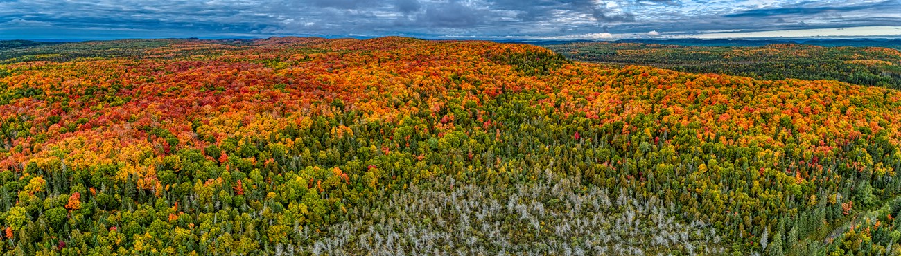 Aerial view of a hill showing a band of orange/red trees.