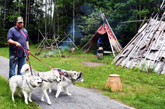 Three white, fluffy dogs held on leash by one person wearing a ball cap and purple shirt, walking along a path between birch bark lodges.