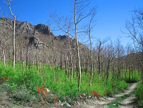 Medano Burned Trees and New Growth