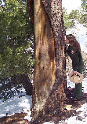 Culturally Peeled Ponderosa Pine and Ranger