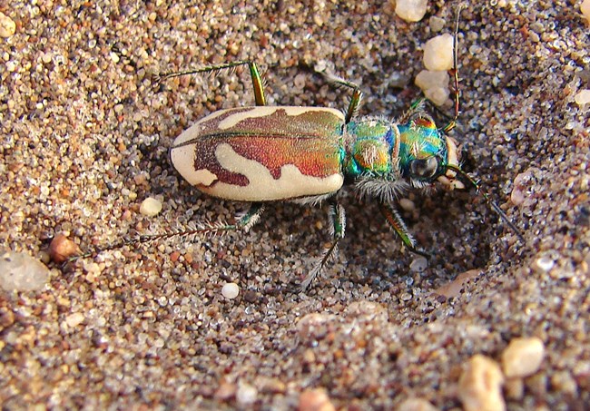 Great Sand Dunes Tiger Beetle with iridescent green head and cream and brown stripes digging in sand