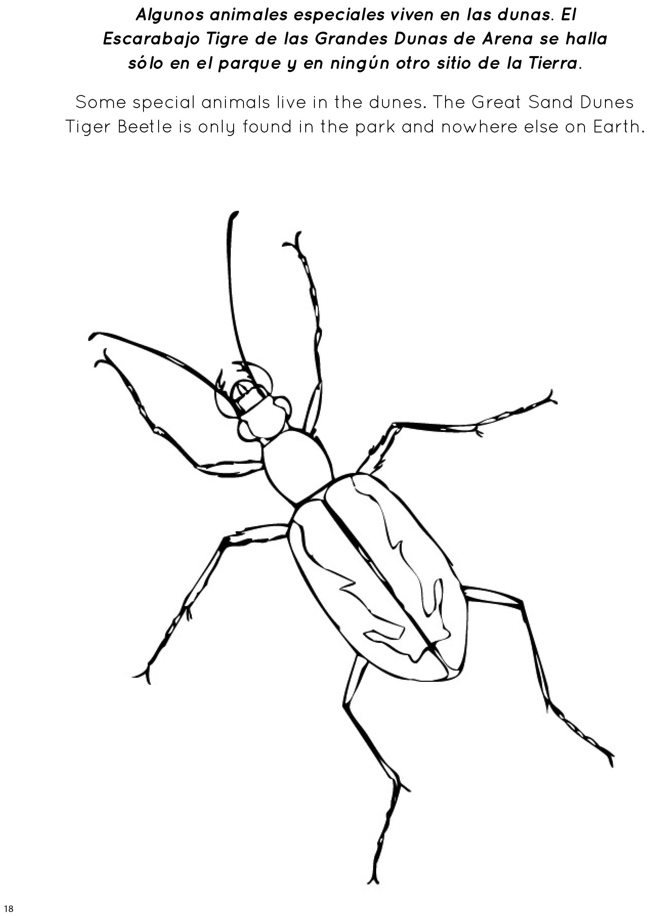 Page 4 - Great Sand Dunes Tiger Beetle 