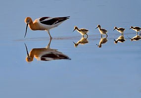 Avocet mother leading four chicks through shallow water