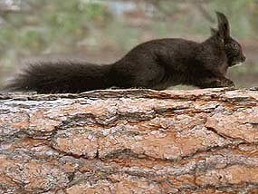 Abert's Squirrel, Black Phase
