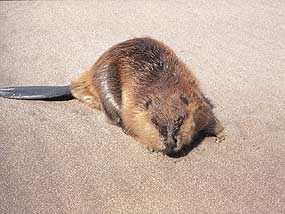 Beaver on Sand