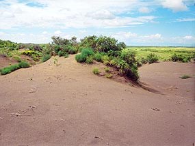 Coppice or Nebkha dune