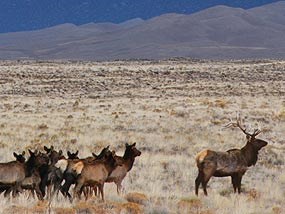 Elk herd in grasslands around dunefield