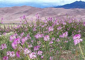 Rocky Mountain beeplants