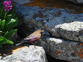 Brown-capped rosy finch