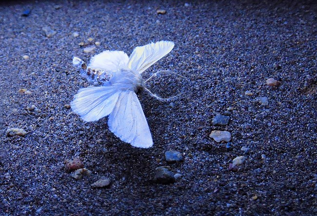 A white noctuid moth spreads its wings on sand in the evening