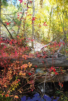 Red osier dogwood and aspens