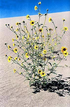 Prairie sunflower on dunes