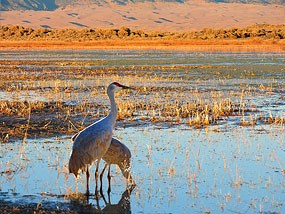Pair of Sandhill Cranes in San Luis Lakes with Dunes in Background
