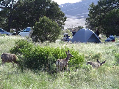 Campground Deer