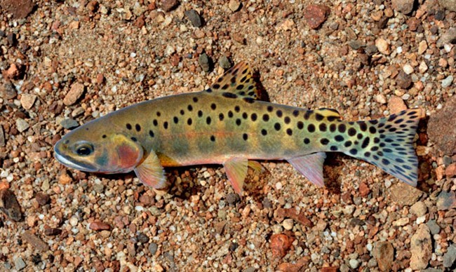 A trout in water with black dots and red throat