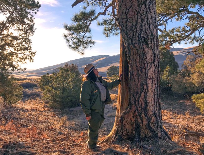 A Park ranger in flat hat and green uniform faces a tree with part of the bark missing. Dunes are seen in the background.