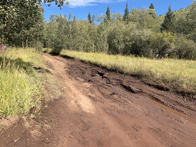 A muddy section of a dirt road in a forest and meadow setting