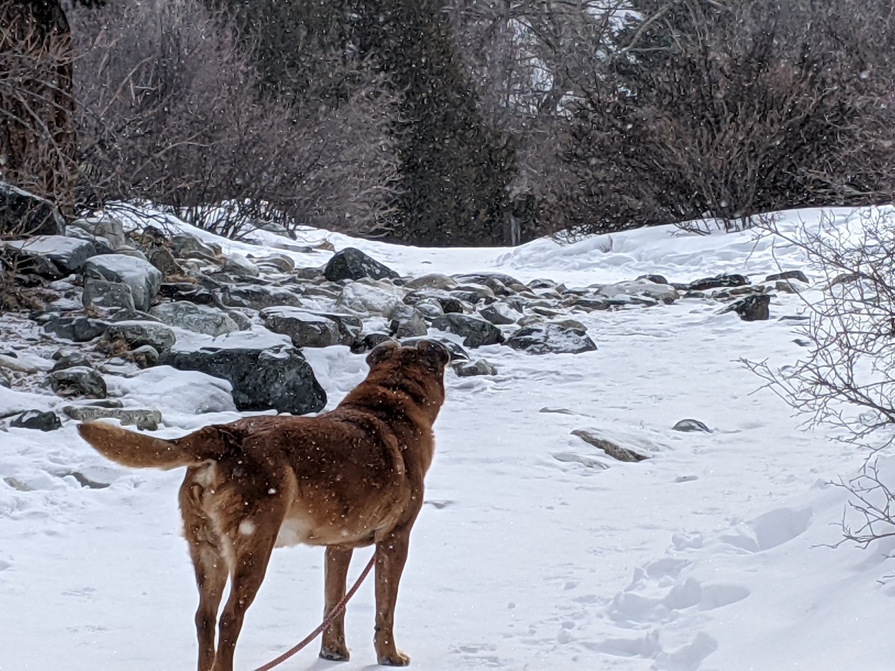 Tyler, a mixed breed, explore a trail into the Sangre de Cristo Mountains in late winter of 2021.