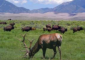 Elk and Bison in Grasslands