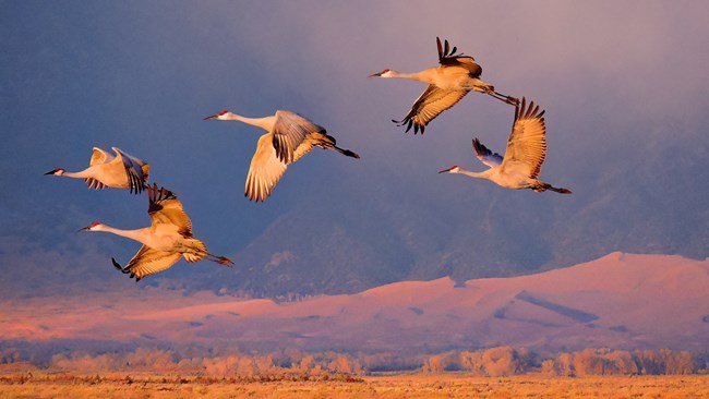 Sandhill Cranes Flying in front of the Dunes at Sunset