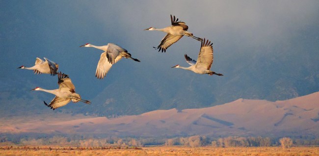 Sandhill Cranes Flying in Front of Dunes