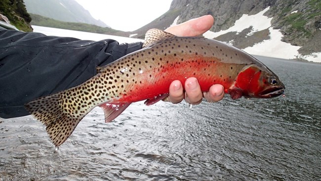 A fisherman holds a trout with red sides above an alpine lake