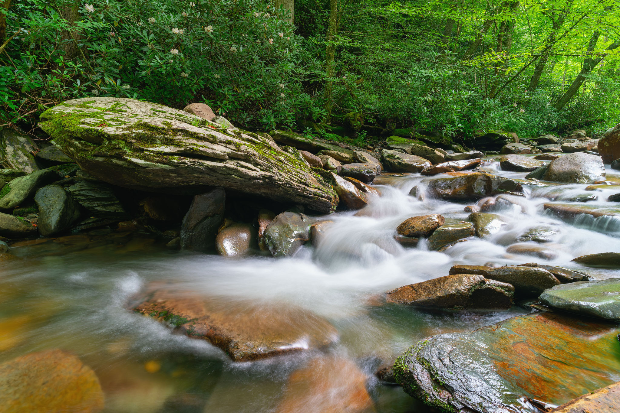 A stream flowing over medium and large rocks. Green trees and shrubs line the water's edge.