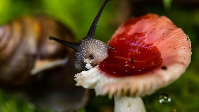 Snail eating a red mushroom with a white stalk