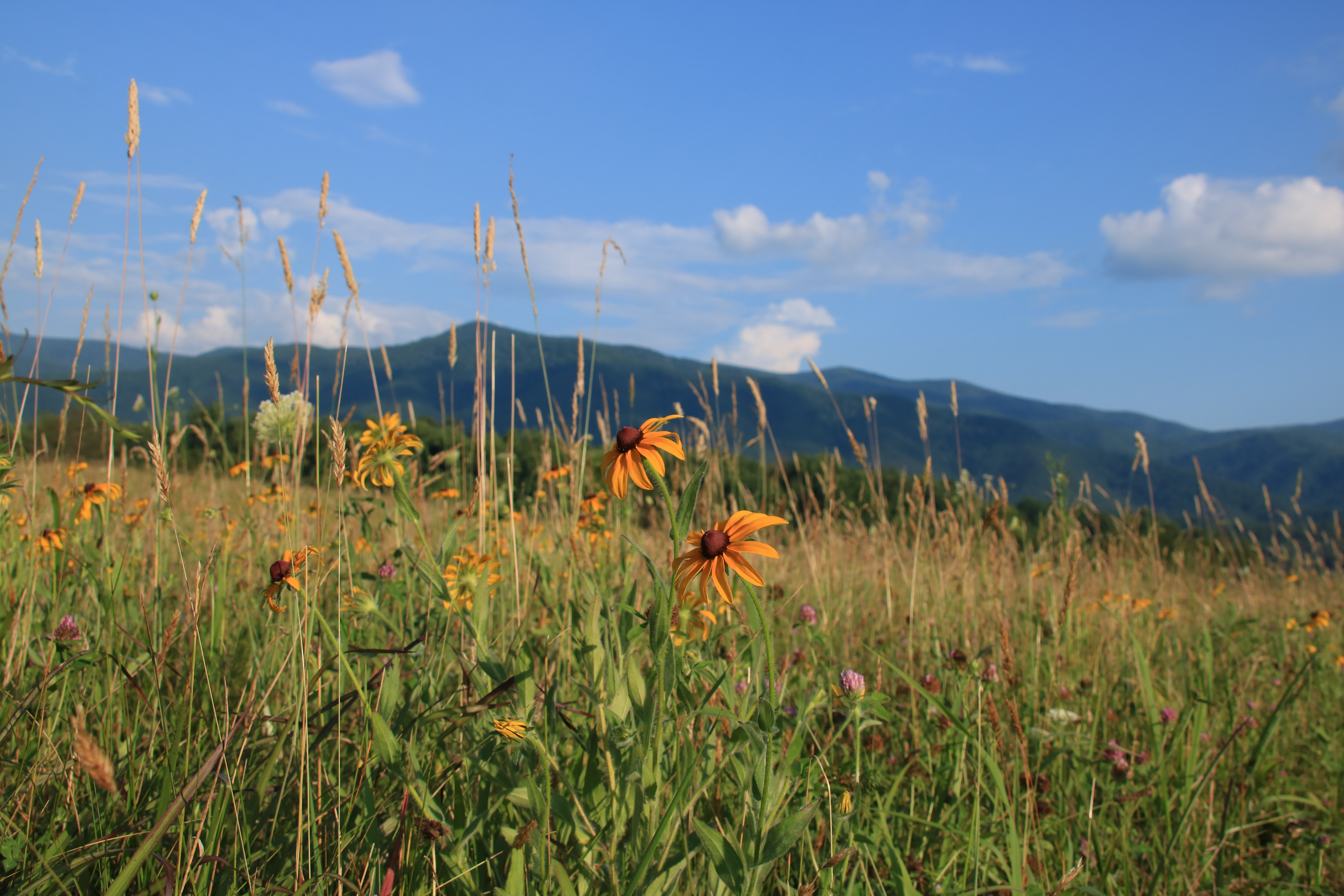 Yellow and pink flowers in a field in the foreground and rolling mountains in the background on a partly cloudy day.