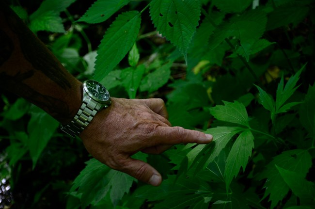 Sochan growing in a thick patch.  A man's hand points to a leaf.