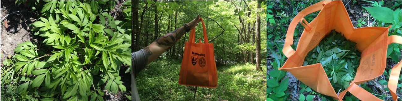 orange bag filled with Sochan cuttings