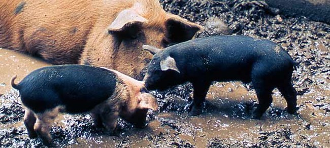 A mother pig watches her two piglets